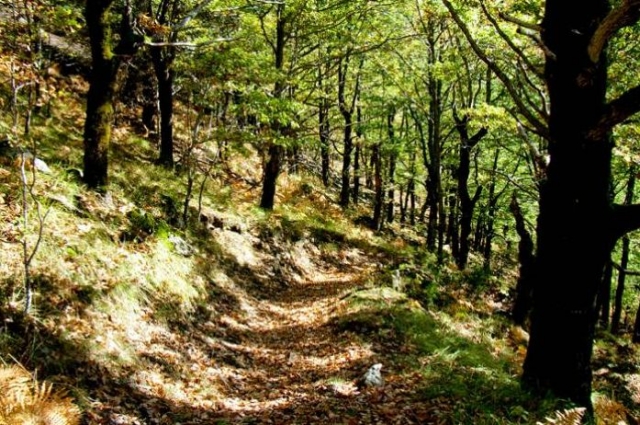 Camin Reiau